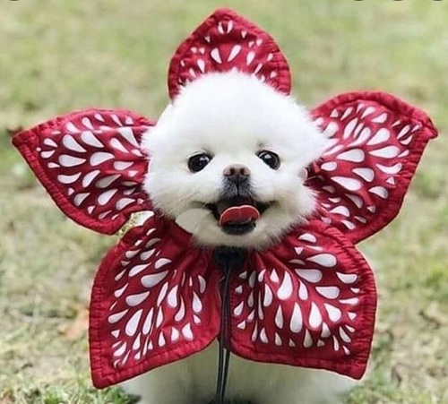 My Inspection Company